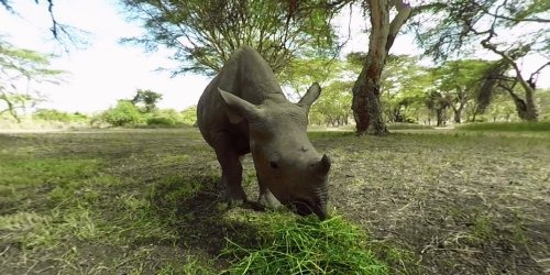 Virry VR Safari